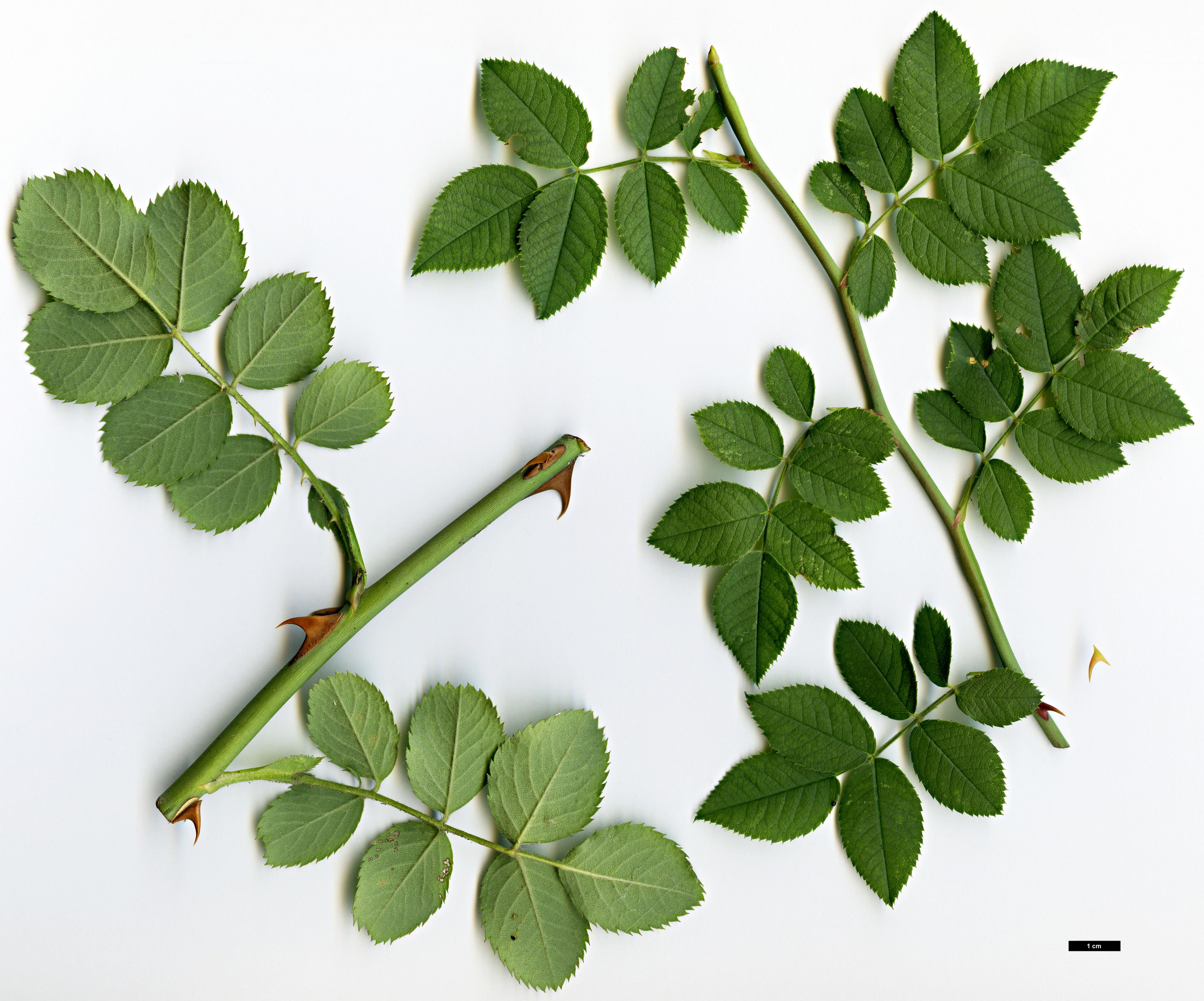 High resolution image: Family: Rosaceae - Genus: Rosa - Taxon: corymbifera - SpeciesSub: var. aemoniana High resolution image: Family: Rosaceae - Genus: Rosa - Taxon: corymbifera - SpeciesSub: var. aemoniana